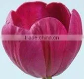 PU Artificial Flower-Tulip thumbnail-1