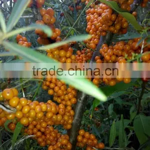 Sea Buckthorn Fruit Oil Factory,softgel GMP Factory thumbnail-6