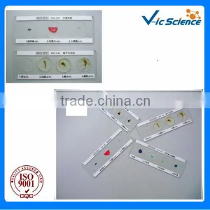 With Clear and Complete Tissue Coated Prepared Slides thumbnail-1
