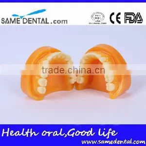 Double-Color Dentition Model School Education Teaching Model thumbnail-2