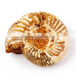 Fossil Specimens, Ammonite thumbnail-1
