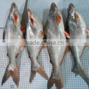 FROZEN PANGASIUS WHOLE ROUND thumbnail-3