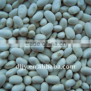 Japanese Type White Kidney Bean Crop 2011 thumbnail-1