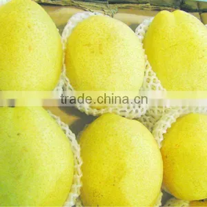 Fresh Pear of 2012 -- Varieties,size,packing on Your Need thumbnail-1