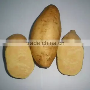 All Kinds of Sweet Potato thumbnail-3