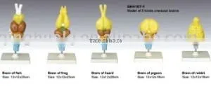 Models of Brains of Vertebrates thumbnail-1