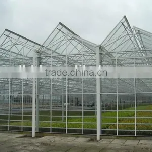 Factory Price Greeenhouse Tomato Seed thumbnail-1