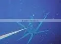 White Squid thumbnail-1