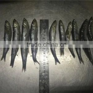 Sea Frozen Whole Anchovy thumbnail-4