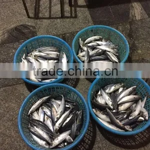 80-150g Frozen Pacific Mackerel for Canning thumbnail-2