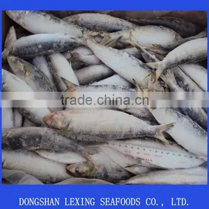 Frozen Whole Round Sardine for Tuna Bait thumbnail-1