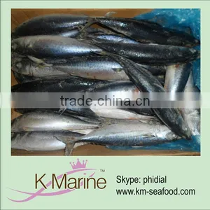 Land Frozen Mackerel(scomber Japonicus) Whole Round thumbnail-1