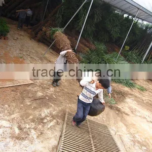Trachycarpus Fortunei Tree thumbnail-1
