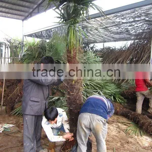 Trachycarpus Fortunei Outdoor Palm Tree thumbnail-1