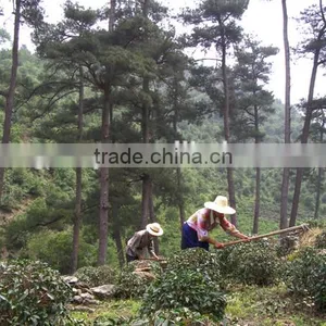 Organic EU Standard Chunmee Green Tea 9366 thumbnail-4