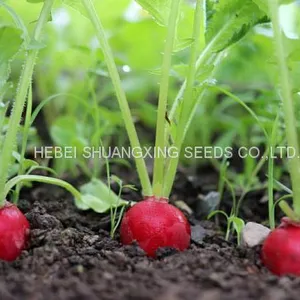 Red Skin High Quality Hybrid Radish Seeds thumbnail-5