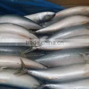 Frozen Mackerel Factory thumbnail-3