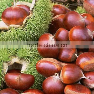 2016 Chinese Organic Fresh Raw Sweet Chestnuts for Sale thumbnail-3