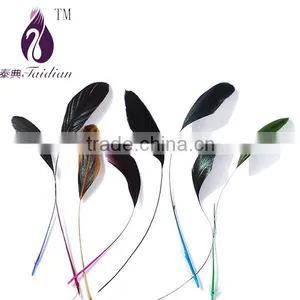 Black Feathers,BLACK Stripped Coque Tail Feathers thumbnail-1