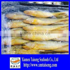 Whole Round Fresh Croaker Seafood Frozen Yellow Croaker Fish thumbnail-1