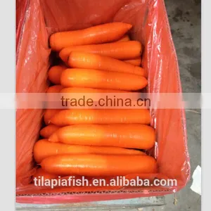 Fresh Carrot, Carrot Planter in China thumbnail-1