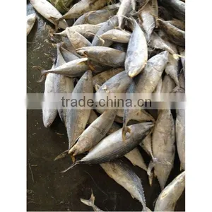Sea Fish Frozen Bonito Fish thumbnail-1