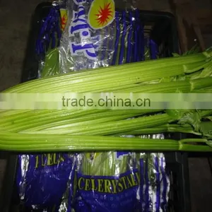 Fresh Chinese Celery Supplier thumbnail-1