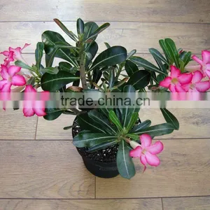 Adenium Obesum Seeds thumbnail-1