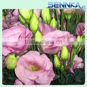 2016 Hot Selling Fresh Cut Flowers Purple Eustoma Purple Flower thumbnail-4