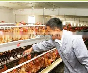 Uganda Poultry Farm Automatic Chicken Layer Cage for Sale thumbnail-1