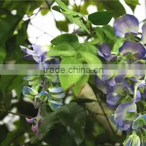 Home Garden Deco 50cm to 400 cm Hight Artificial Purple Large Chinese Wistaria EDHS1501 1602 thumbnail-6