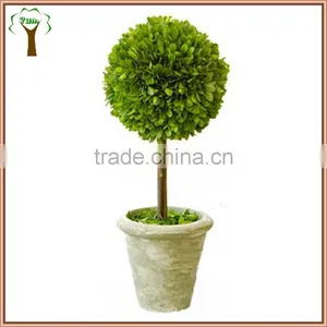 Decorative Single Prserved Boxwood Ball Tree thumbnail-1