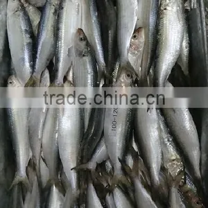 Frozen Sardine thumbnail-2