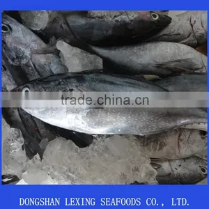 Frozen Big Eye Tuna Yellowfin Tuna thumbnail-1