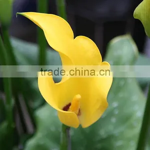 Cut Fresh Manufacture Bottom Price Calla Lily Pick thumbnail-6