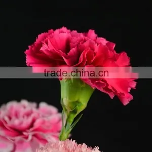 Love Theme Bett Exquisite Supply Carnation Flower thumbnail-1