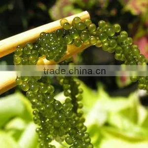 Sea Grapes thumbnail-1