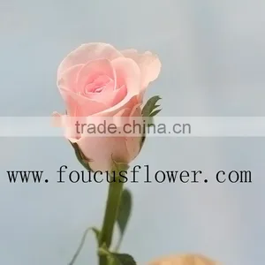 Single Stem Garden Direct Sale Fresh Nirvana From Yunnan thumbnail-2