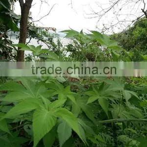 OEM Service Wild Rubusoside Sweet Tea Extract Sweet Tea Leaf Natural Sweetener OEM Service thumbnail-2