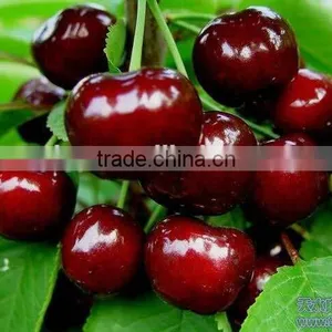Bagged 18 Degree Sugar Content of China Fresh Cherries thumbnail-1
