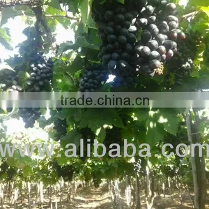 BLACK SEEDLESS GRAPES IN POUCHES thumbnail-1