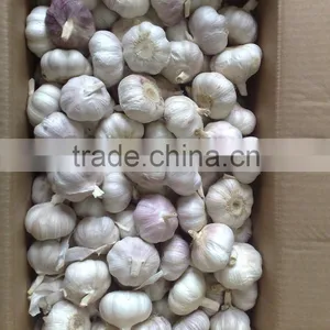 WHITE GARLIC (SKYPE: VISIMEX10) thumbnail-6