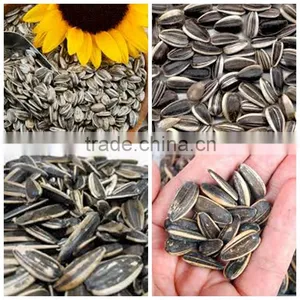 Bulk Organic Sunflower Seeds Confectionery Sunflower Seeds Turkish Sunflower Seed thumbnail-3