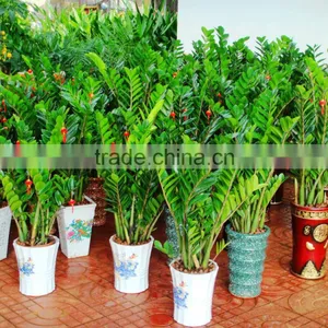 Natural Zamioculcas Zamiifolia for Indoor Ornamental Decorative Bonsai Plants thumbnail-1