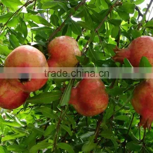 20%-90% Ellagic Acid Pomegranated Peel Extract Powder thumbnail-3