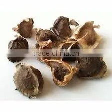 Moringa Seeds thumbnail-2
