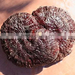 100% Natural Reishi Mushroom Extract Powder thumbnail-1