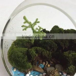 DIY Accessories Natural Moss Decorative Green Moss for Micro Landscape thumbnail-3