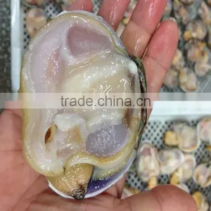 Frozen Half-shell Huge Clam Nature Fresh No Additives thumbnail-1