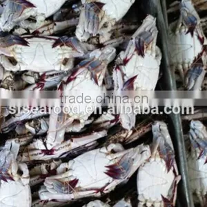 Pollock Fish is a Fish of Crab thumbnail-1